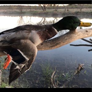 Meet your Posher, Steven